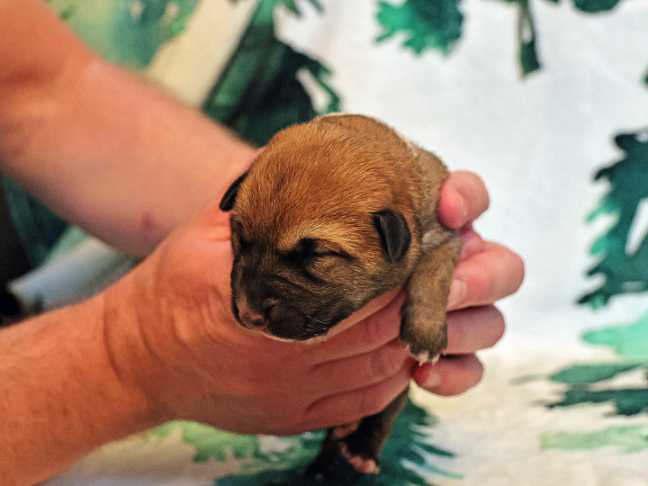 chinook puppy